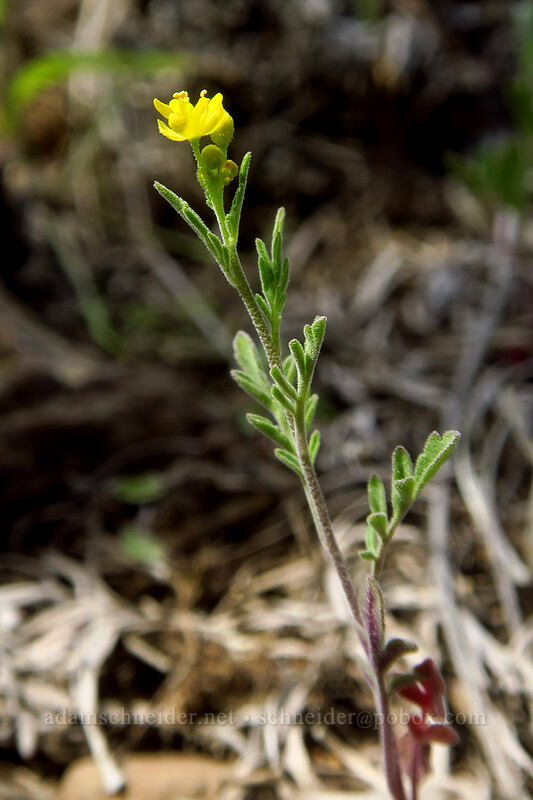 narrow tansy-mustard (Descurainia longipedicellata (Descurainia incisa ssp. filipes)) [Wild Horse Wind Farm, Kittitas County, Washington]