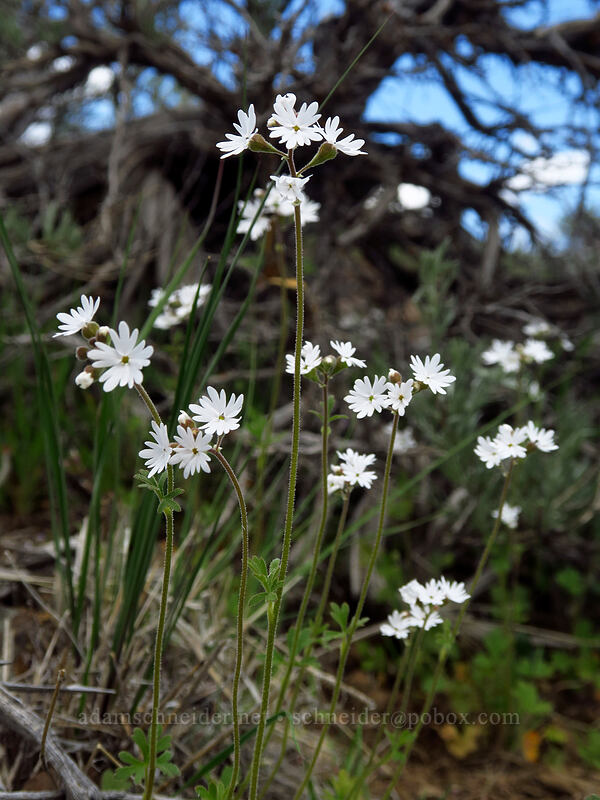 prairie stars (Lithophragma parviflorum) [Wild Horse Wind Farm, Kittitas County, Washington]