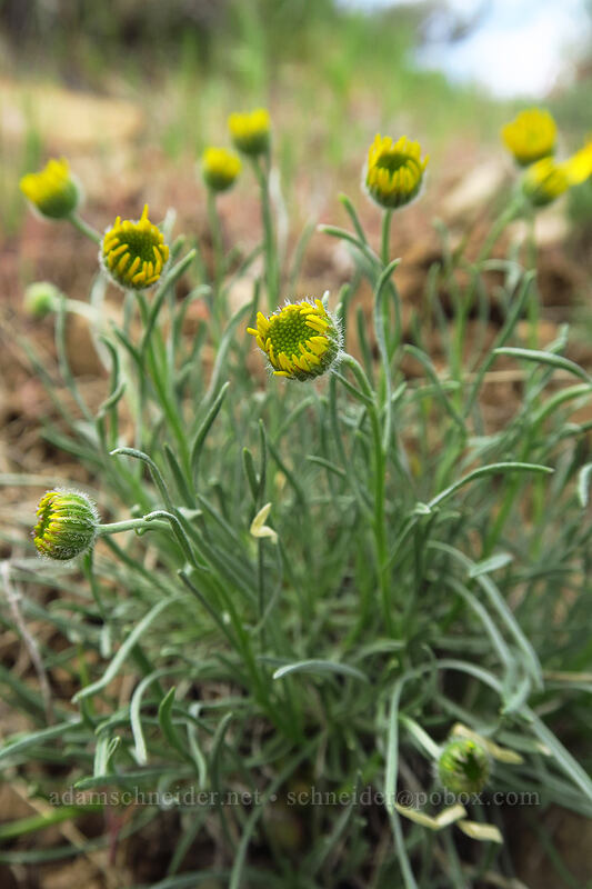 desert yellow daisies, budding (Erigeron linearis) [Wild Horse Wind Farm, Kittitas County, Washington]