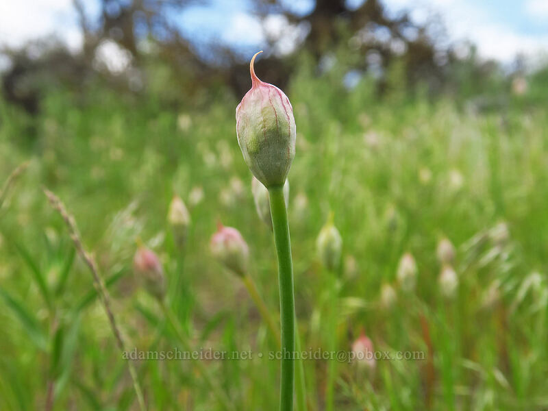 onion, budding (Allium sp.) [L.T. Murray Wildlife Area, Kittitas County, Washington]