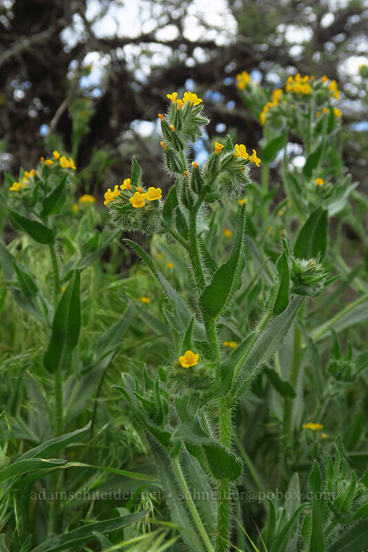 bugloss fiddleneck (Amsinckia lycopsoides) [L.T. Murray Wildlife Area, Kittitas County, Washington]