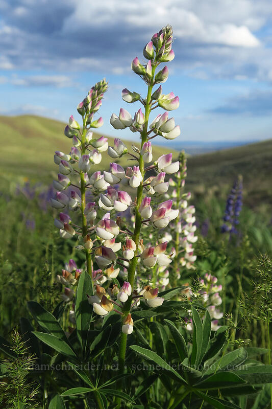 pink and white big-leaf lupines (Lupinus polyphyllus) [Beezley Hills Preserve, Grant County, Washington]
