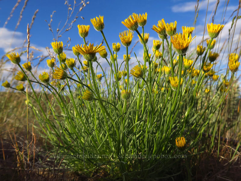 desert yellow daisies (Erigeron linearis) [Beezley Hills Preserve, Grant County, Washington]