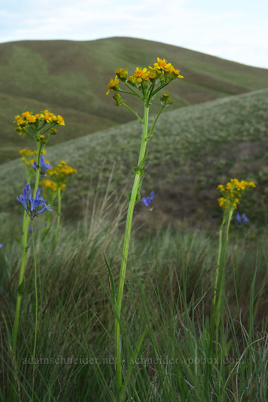 western groundsel (Senecio integerrimus) [Beezley Hills Preserve, Grant County, Washington]