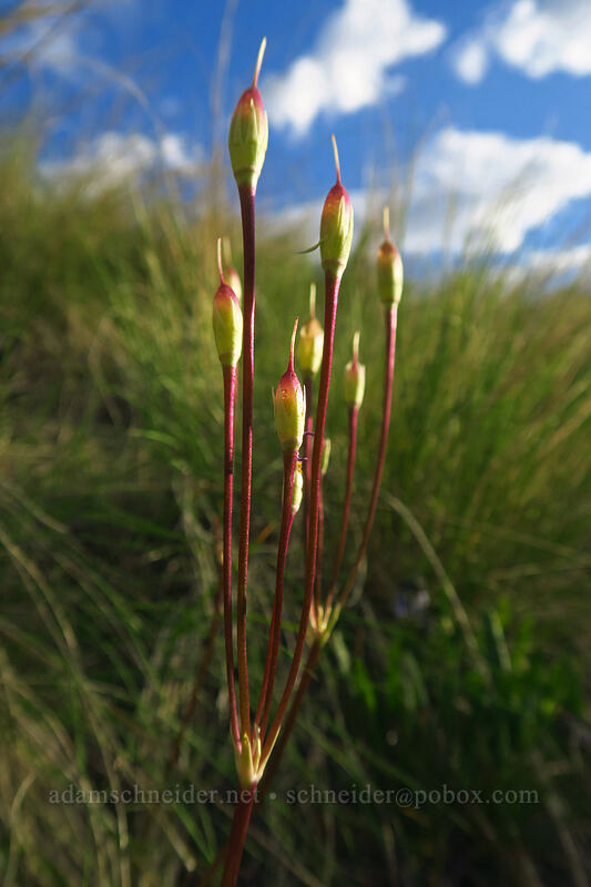 shooting star seed pods (Dodecatheon pulchellum) [Beezley Hills Preserve, Grant County, Washington]