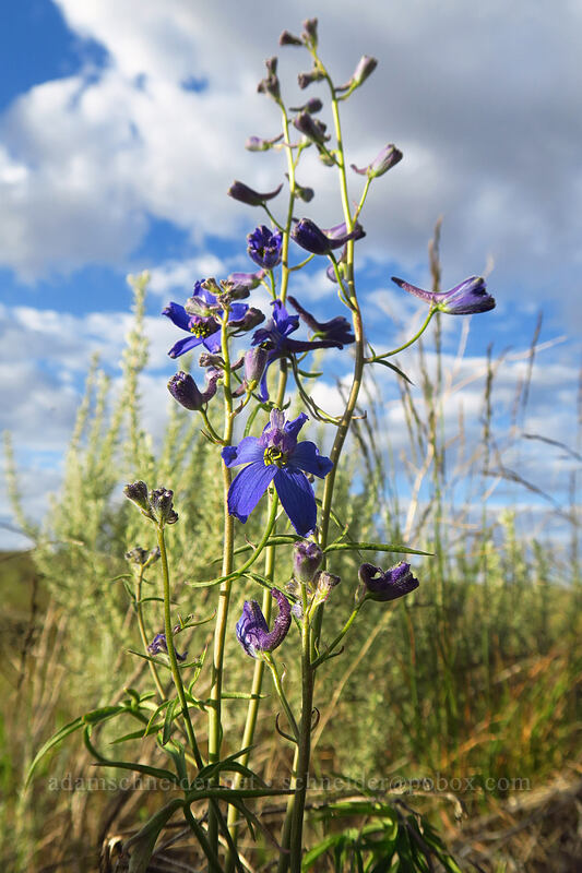 upland larkspur (Delphinium nuttallianum) [Beezley Hills Preserve, Grant County, Washington]