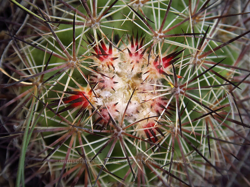 black-spined snowball cactus (Pediocactus nigrispinus (Pediocactus simpsonii var. robustior)) [Beezley Hills Preserve, Grant County, Washington]