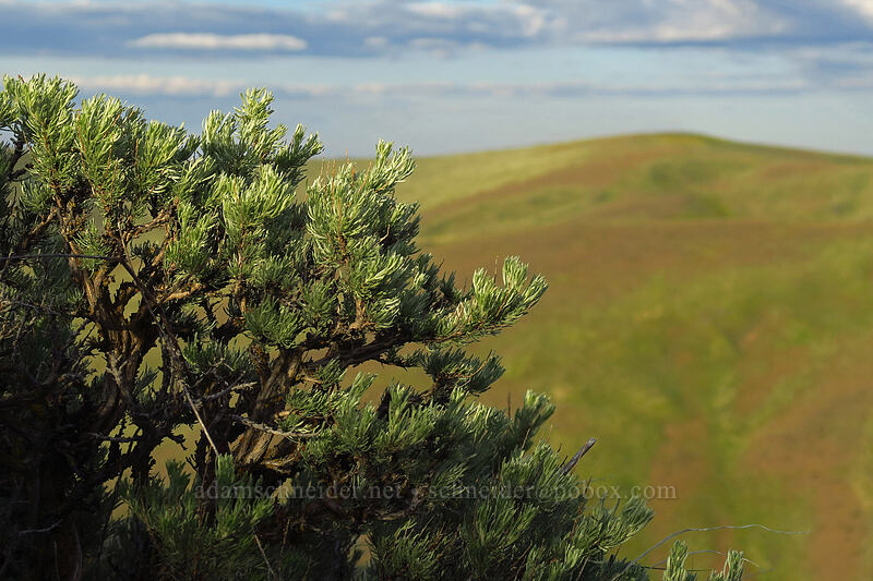 stiff sagebrush (Artemisia rigida) [Beezley Hills Preserve, Grant County, Washington]