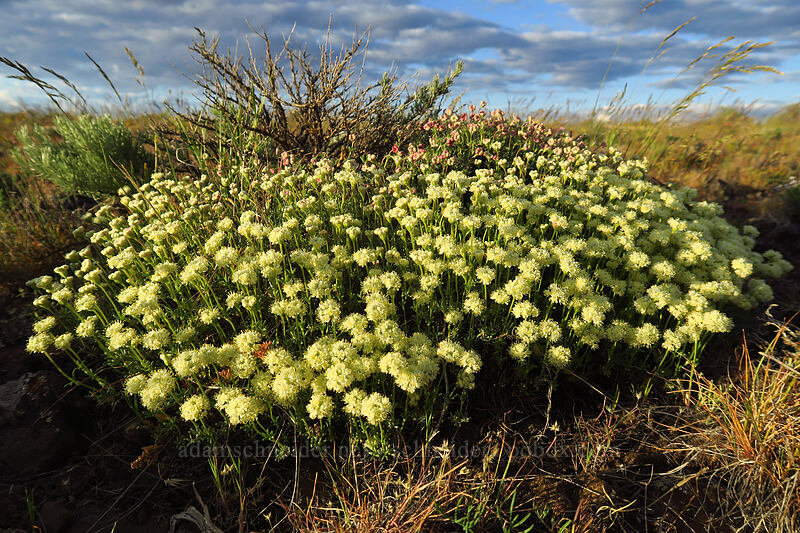thyme-leaf buckwheat (Eriogonum thymoides) [Beezley Hills Preserve, Grant County, Washington]