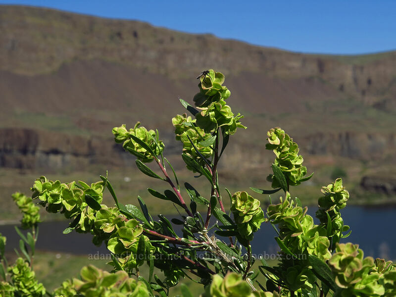 spiny hop-sage (Grayia spinosa (Atriplex spinosa)) [Lake Lenore Caves, Sun Lakes/Dry Falls State Park, Grant County, Washington]