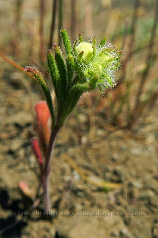thread-leaf phacelia, budding (Phacelia linearis) [Steamboat Rock State Park, Grant County, Washington]