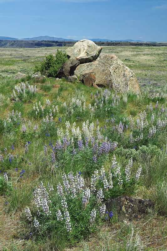 lupines (Lupinus sp.) [Steamboat Rock State Park, Grant County, Washington]