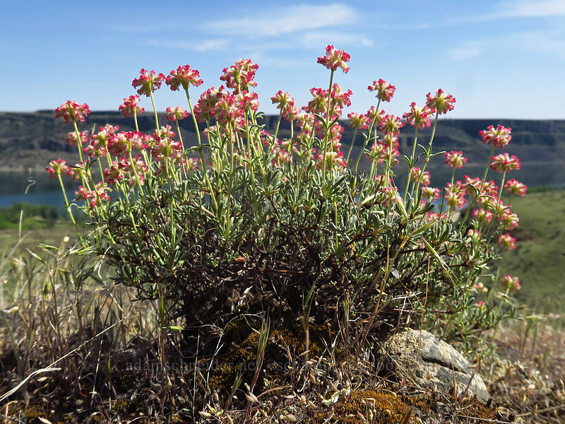 buckwheat (Eriogonum sp.) [Steamboat Rock State Park, Grant County, Washington]