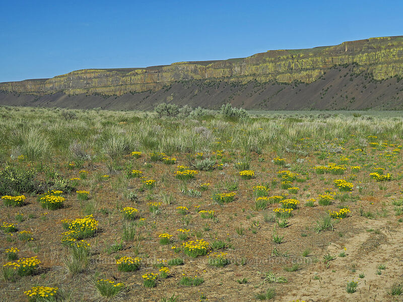 desert yellow daisies in Moses Coulee (Erigeron linearis) [Moses Coulee Preserve, Douglas County, Washington]