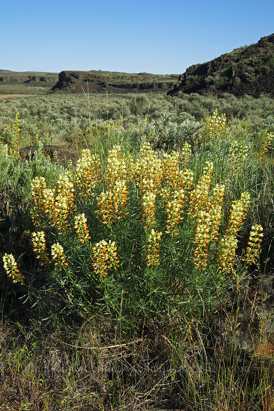 sulphur lupines (Lupinus sulphureus ssp. sulphureus) [Moses Coulee Preserve, Douglas County, Washington]