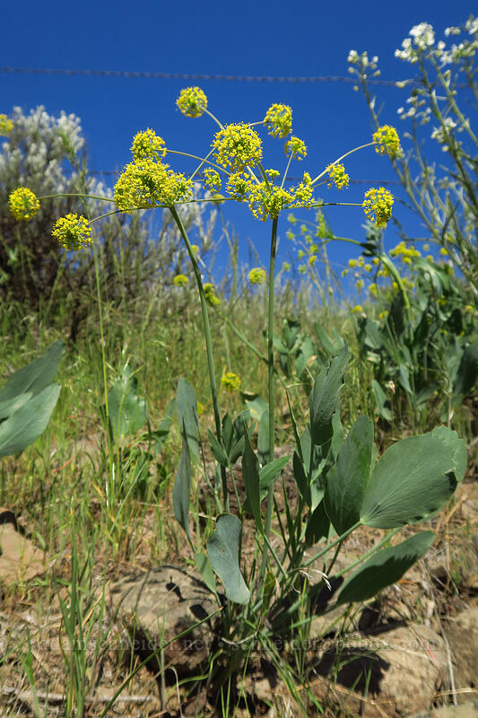 bare-stem desert parsley (Lomatium nudicaule) [Titchenal Canyon Road, Douglas County, Washington]