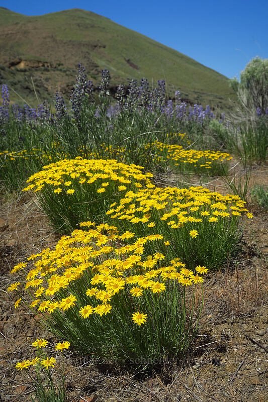 desert yellow daisies (Erigeron linearis) [Douglas Creek Recreation Site, Douglas County, Washington]