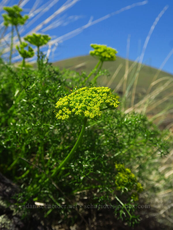 pungent desert parsley (Lomatium papilioniferum (Lomatium grayi)) [Douglas Creek Recreation Site, Douglas County, Washington]