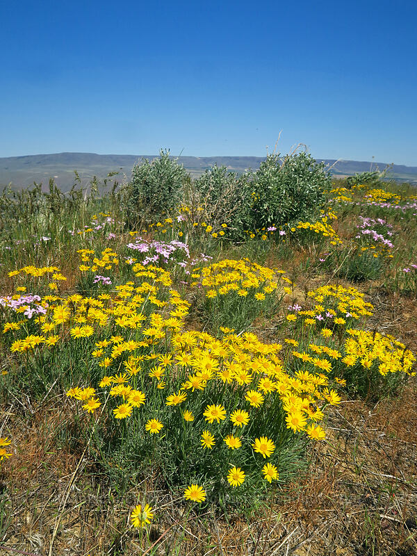 desert yellow daisies (Erigeron linearis) [Horse Lake Viewpoint, Wenatchee, Chelan County, Washington]