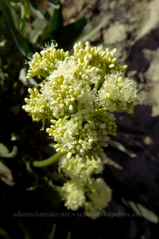 arrow-leaf buckwheat (Eriogonum compositum var. lancifolium) [Peshastin Pinnacles State Park, Chelan County, Washington]