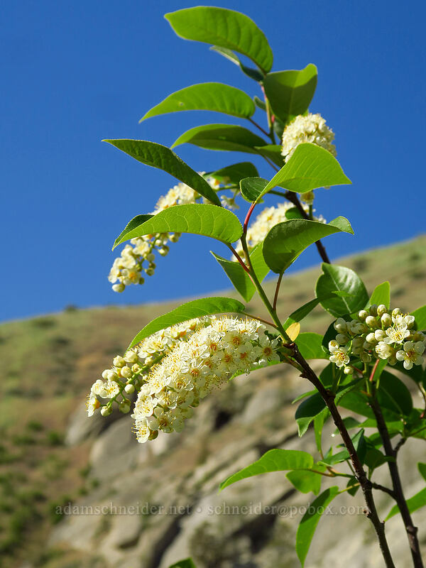 chokecherry flowers (Prunus virginiana) [Peshastin Pinnacles State Park, Chelan County, Washington]