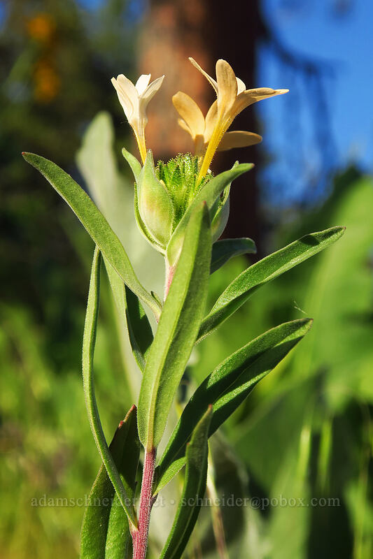 grand collomia (Collomia grandiflora) [Leavenworth Ski Hill, Okanogan-Wenatchee National Forest, Chelan County, Washington]