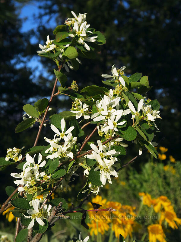 serviceberry flowers (Amelanchier alnifolia) [Leavenworth Ski Hill, Okanogan-Wenatchee National Forest, Chelan County, Washington]