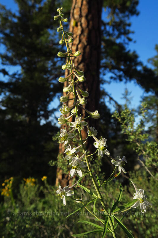 thin-petal larkspur (Delphinium lineapetalum) [Leavenworth Ski Hill, Okanogan-Wenatchee National Forest, Chelan County, Washington]