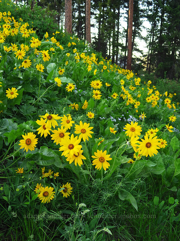 balsamroot (Balsamorhiza sp.) [Leavenworth Ski Hill, Okanogan-Wenatchee National Forest, Chelan County, Washington]