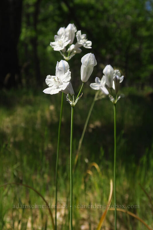 bi-colored cluster lily (Triteleia grandiflora var. howellii (Brodiaea bicolor)) [Leidl Ridge, Klickitat Wildlife Area, Klickitat County, Washington]