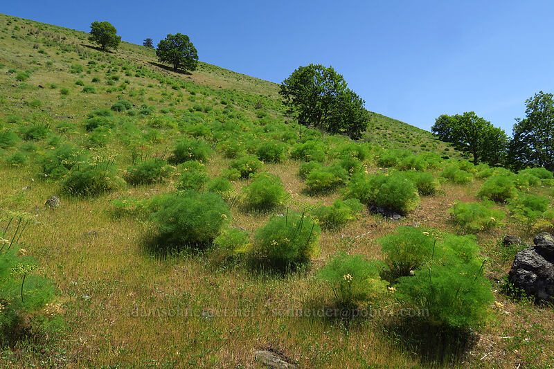 Klickitat desert parsley & oak trees (Lomatium klickitatense (Lomatium grayi), Quercus garryana) [Leidl Ridge, Klickitat Wildlife Area, Klickitat County, Washington]