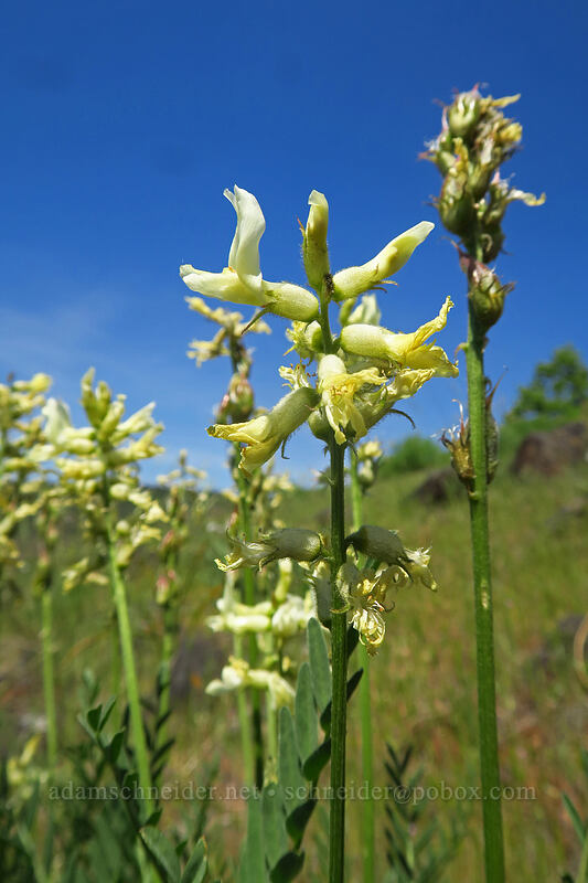 Hood River milk-vetch (Astragalus hoodianus) [Leidl Ridge, Klickitat Wildlife Area, Klickitat County, Washington]