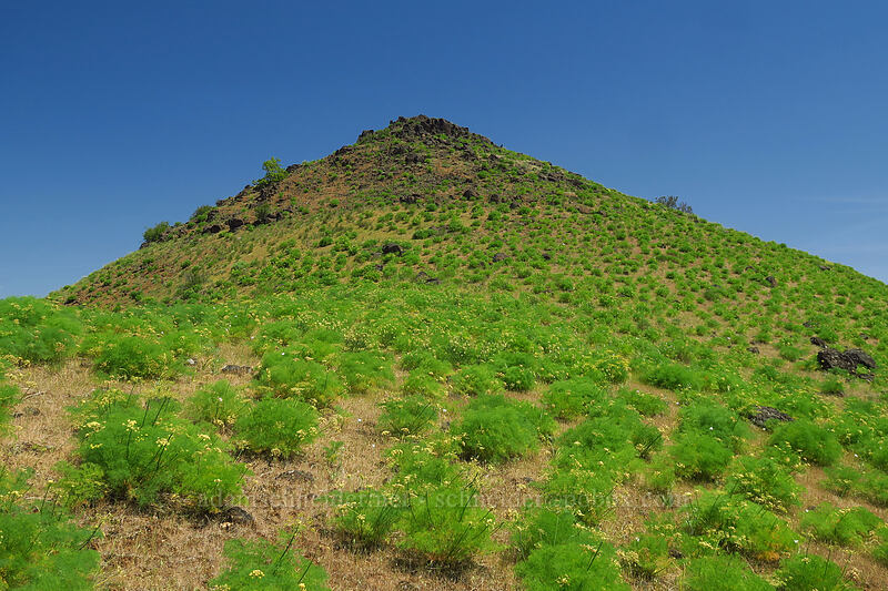 Klickitat desert parsley (Lomatium klickitatense (Lomatium grayi)) [Leidl Ridge, Klickitat Wildlife Area, Klickitat County, Washington]