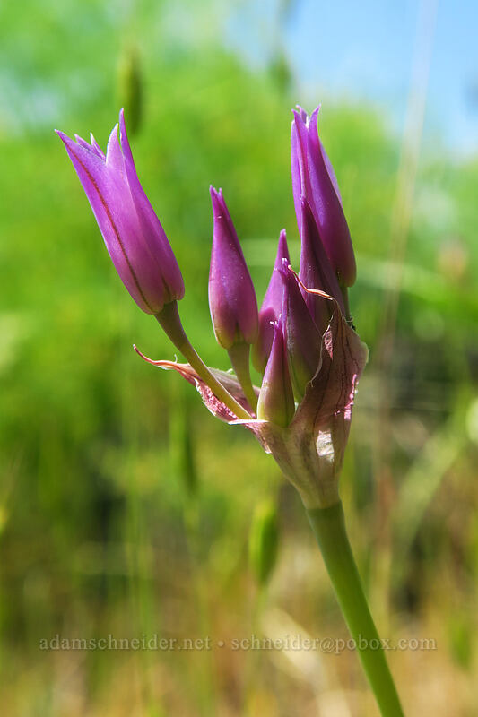taper-tip onion (Allium acuminatum) [Leidl Ridge, Klickitat Wildlife Area, Klickitat County, Washington]