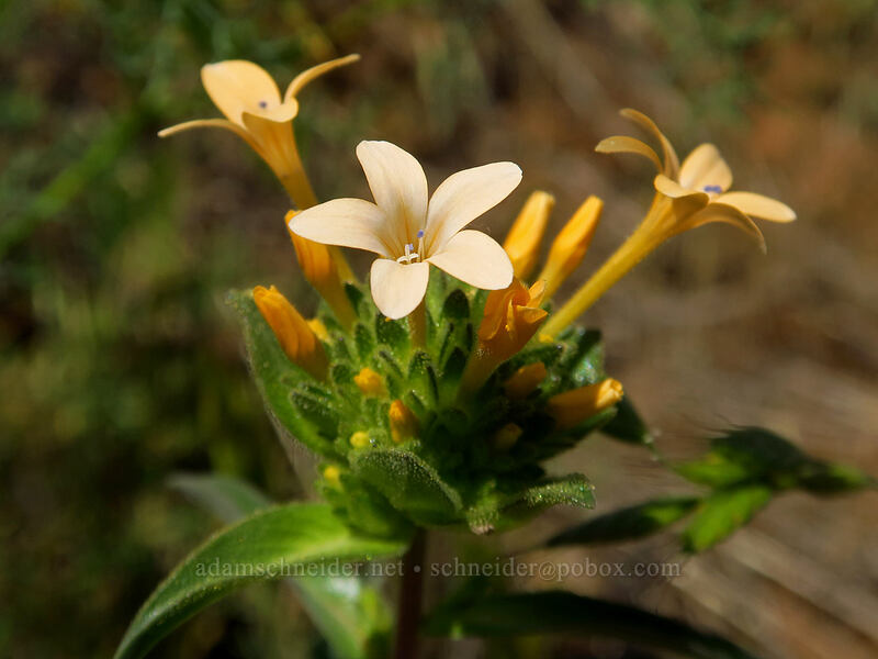 grand collomia (Collomia grandiflora) [Leidl Ridge, Klickitat Wildlife Area, Klickitat County, Washington]