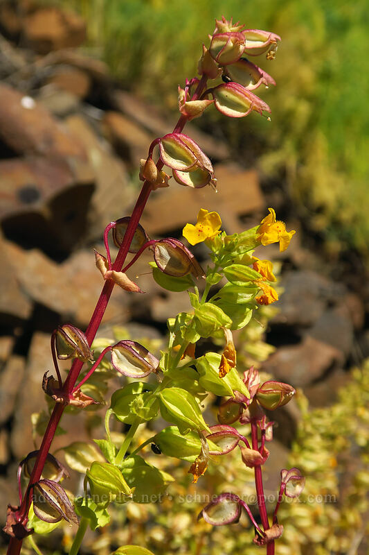 yellow monkeyflower (Erythranthe guttata (Mimulus guttatus)) [Leidl Ridge, Klickitat Wildlife Area, Klickitat County, Washington]