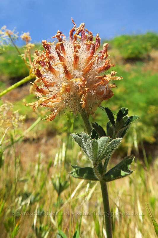 big-head clover, going to seed (Trifolium macrocephalum) [Leidl Ridge, Klickitat Wildlife Area, Klickitat County, Washington]