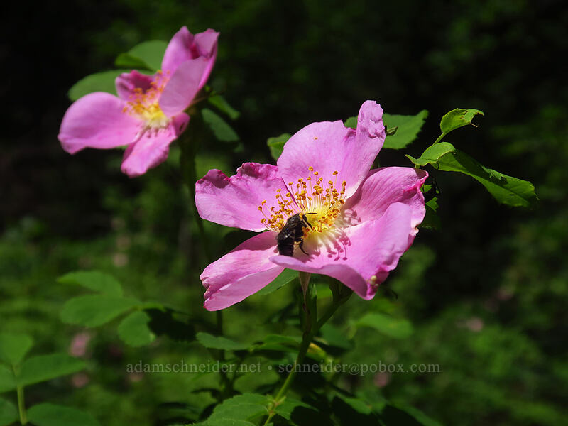 MacDougal's rose (Rosa nutkana ssp. macdougalii) [Brooks Memorial State Park, Klickitat County, Washington]