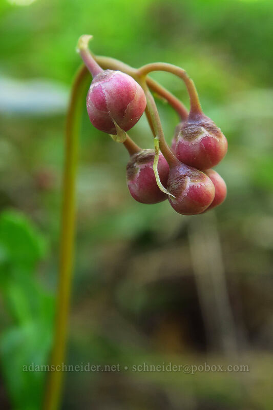pipsissewa, budding (Chimaphila umbellata) [Brooks Memorial State Park, Klickitat County, Washington]