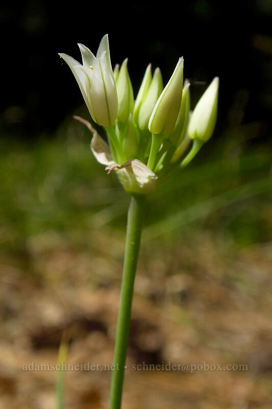 white-flowered taper-tip onion, budding (Allium acuminatum) [Brooks Memorial State Park, Klickitat County, Washington]