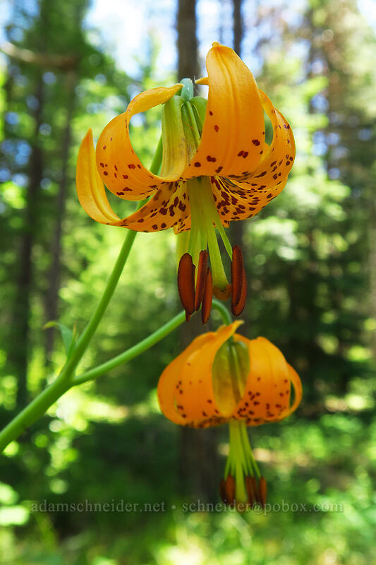 Columbia tiger lilies (Lilium columbianum) [Brooks Memorial State Park, Klickitat County, Washington]