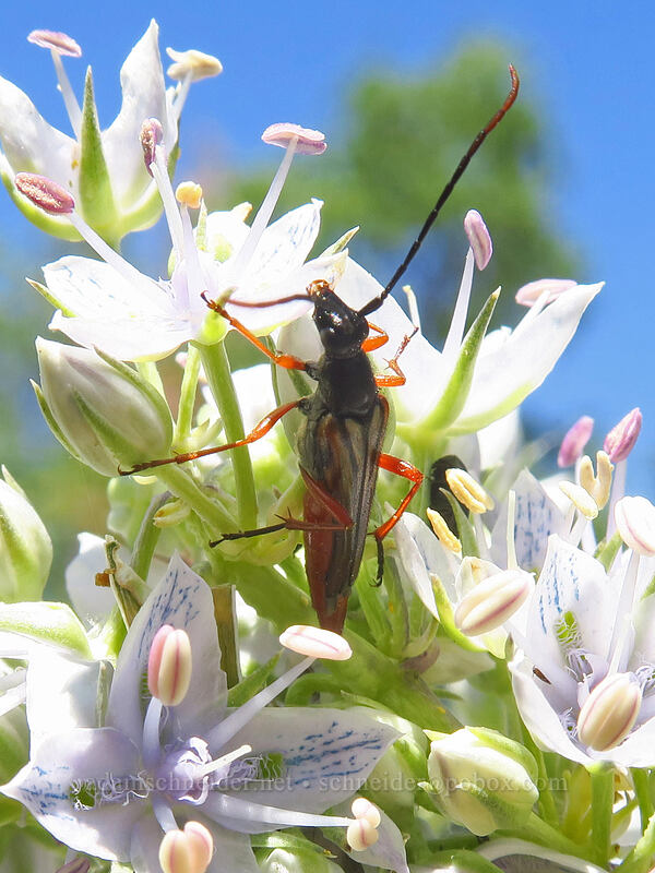 longhorn flower beetle on frasera (Neobellamira delicata, Frasera albicaulis var. columbiana (Swertia columbiana)) [Brooks Memorial State Park, Klickitat County, Washington]