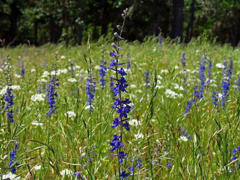 meadow larkspur & white brodiaea (Delphinium distichum, Triteleia hyacinthina (Brodiaea hyacinthina)) [Brooks Memorial State Park, Klickitat County, Washington]