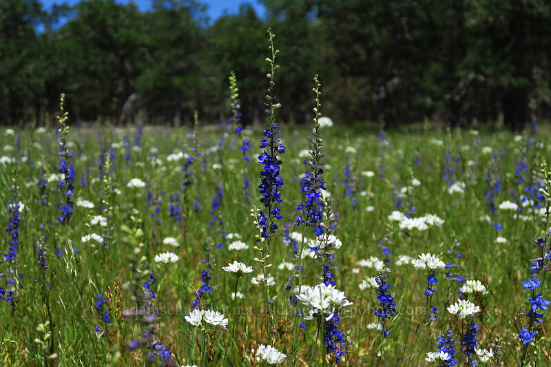 meadow larkspur & white brodiaea (Delphinium distichum, Triteleia hyacinthina (Brodiaea hyacinthina)) [Brooks Memorial State Park, Klickitat County, Washington]