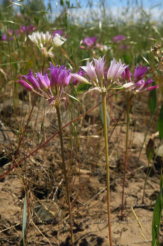 taper-tip onion, pink and white (Allium acuminatum) [Brooks Memorial State Park, Klickitat County, Washington]