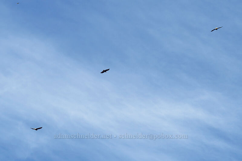 three bald eagles (Haliaeetus leucocephalus) [Cascade Head Trail, Tillamook County, Oregon]