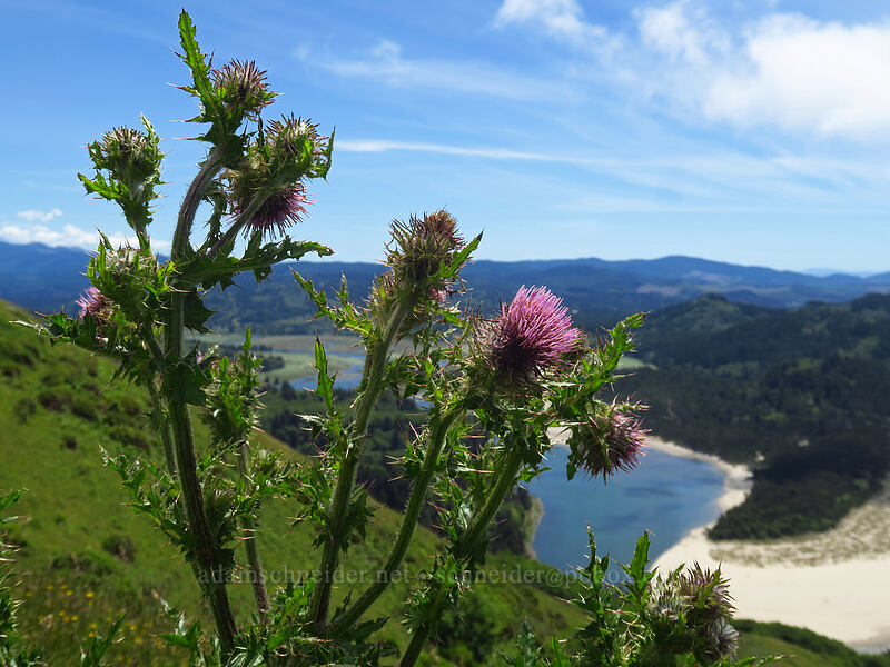 edible thistle (Cirsium edule) [Cascade Head Trail, Tillamook County, Oregon]