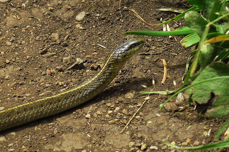 nothwestern garter snake (Thamnophis ordinoides) [Cascade Head Trail, Tillamook County, Oregon]
