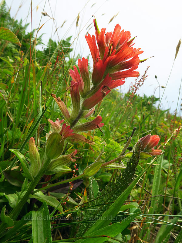 Oregon Coast paintbrush (Castilleja litoralis (Castilleja affinis ssp. litoralis)) [Cascade Head Trail, Tillamook County, Oregon]