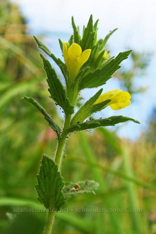 yellow glandweed (Parentucellia viscosa (Bellardia viscosa)) [God's Thumb, Siuslaw National Forest, Lincoln County, Oregon]